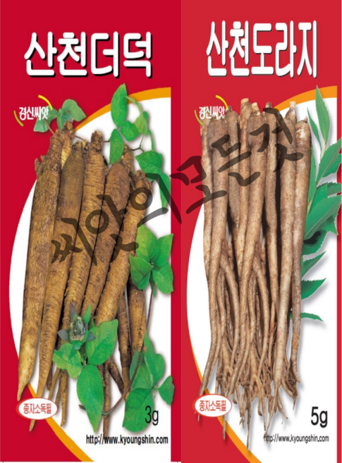 더덕씨앗3g 도라지씨앗5g 토종종자국산 재래종더덕 경신종묘, 1개