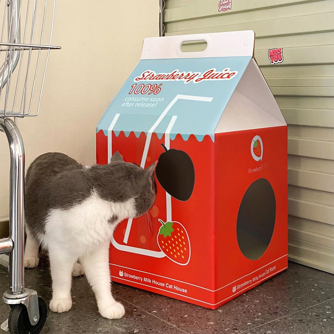 에브리샤인 고양이 스크래쳐 박스 하우스형, 1개