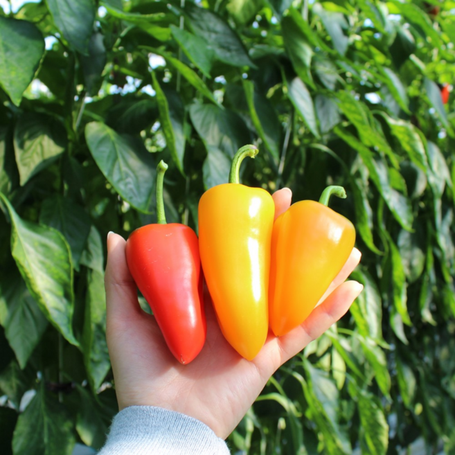 [지지팜]산지직송 뉴다온 미니 파프리카 빨강 노랑 주황 지지팜 농장, 혼합 1.5kg, 1박스, 1.5kg
