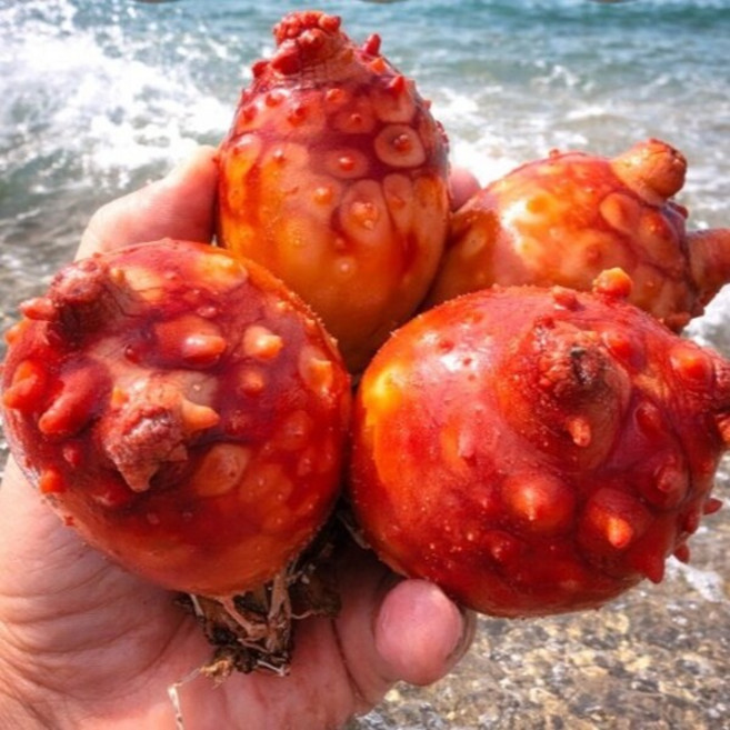 통영 활멍게 싱싱한 당일수확 산지직송 멍게 통멍게 제철 해산물, 1박스, 가성비 통멍게 3kg