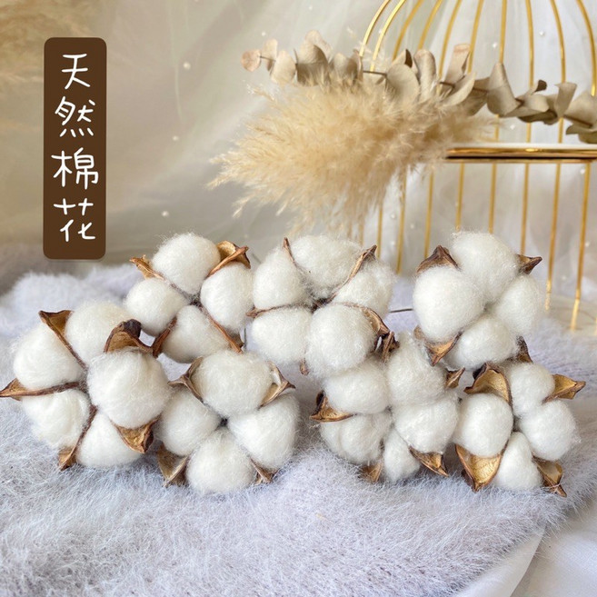 進口乾燥花棉花 天然棉花 木棉花美國棉 鬼怪棉花 畢業花束 盆花 插花 擺飾乾燥花束可使用, 單朵一隻