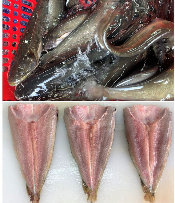 메기 1kg 생물 손질 구이용 순살 생선 메기필렛 보양식 몸보신 민물고기 청원민물고기직판장, 메기손질전 1kg, 1개, 구이용포떠서손질