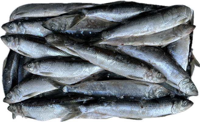 힘찬푸드 국내산 청어 60마리전후 구이용 꽁치대용, 1박스, 12kg