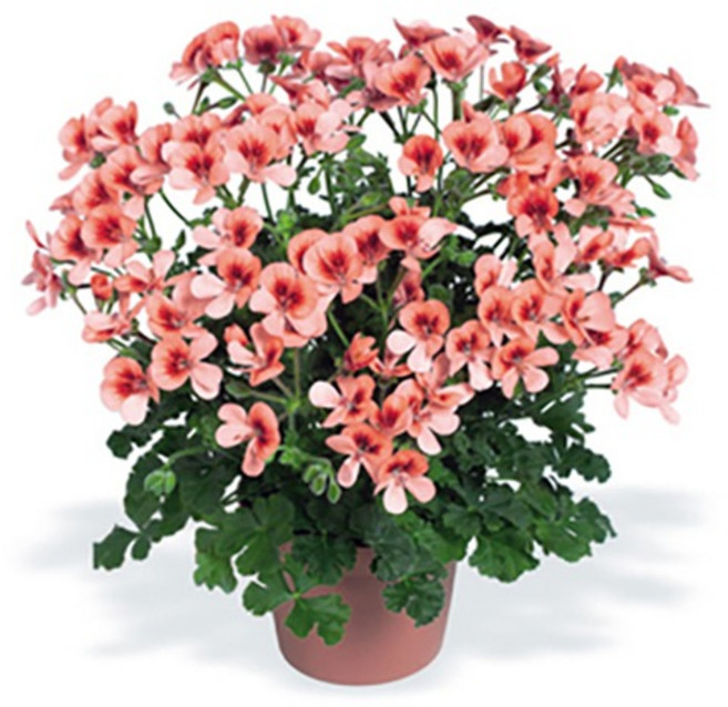 제라늄 10cm 엔젤아이즈 오렌지, 1개