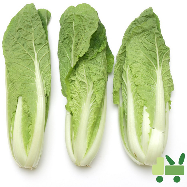 사라상회 얼갈이 8kg, 1개
