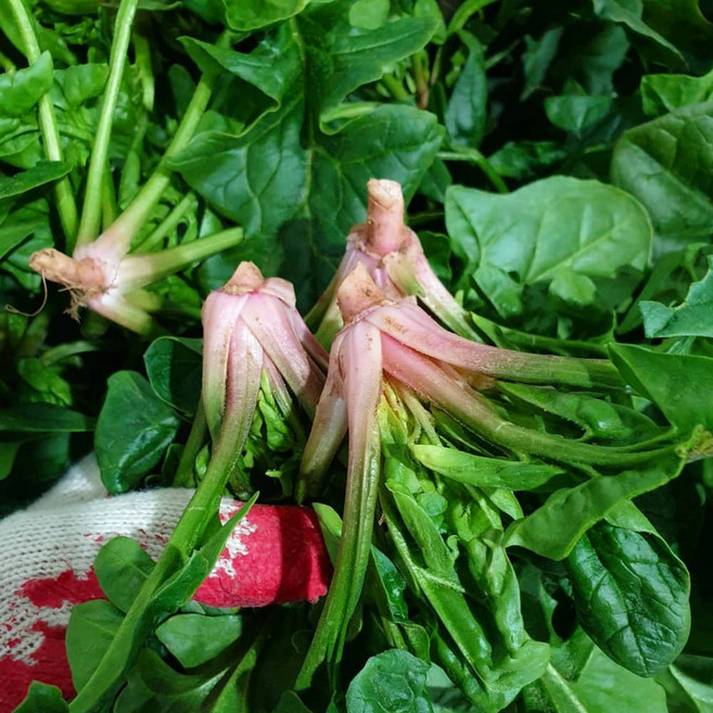 맛꾼 해풍맞은 국내산 노지 남해 보물초 영해초 시금치, 1개, 2kg