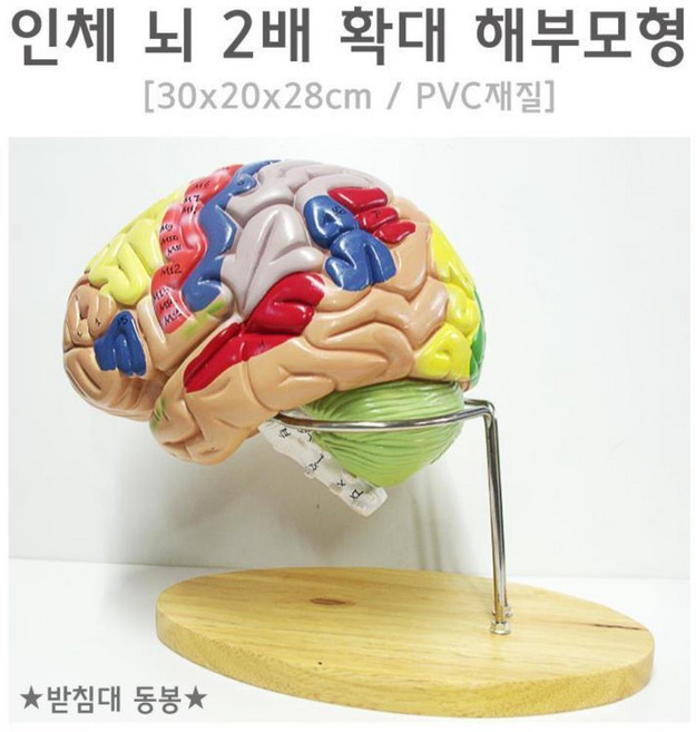인체 뇌 모형 2배 확대 해부모형 인체모형 인체해부, 1개