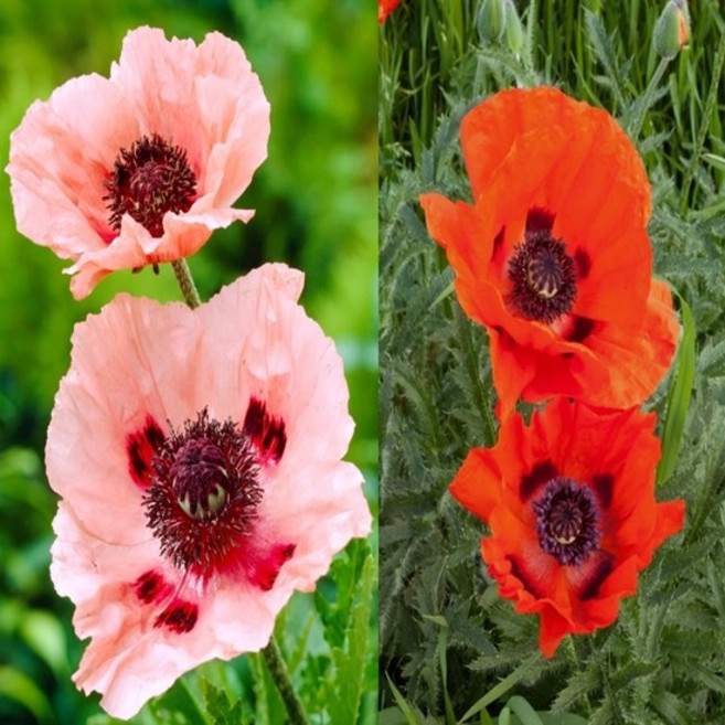 숙근양귀비 색상랜덤Mix [4포트] (복남이네야생화 Papaver orientale 오리엔탈 포피), 4개