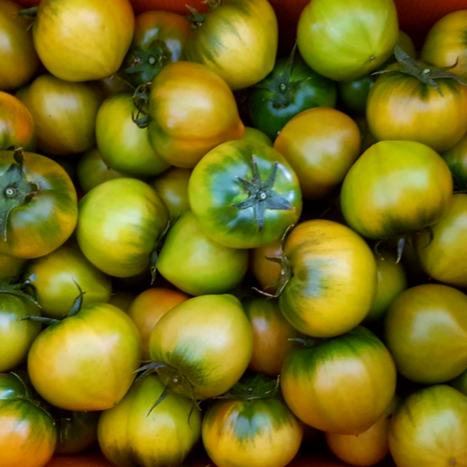 [한정수량단독특가] 부산 정품 대저토마토 특품, 1박스, 2.5kg (M)