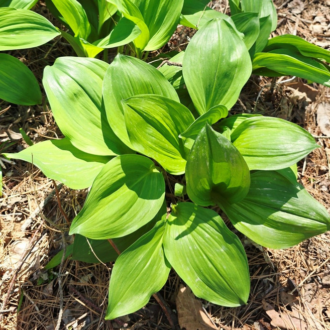강원도 자연 명이나물 산마늘 생잎 산지직송 삼겹살 쌈채소 생명이, 1박스, 1kg