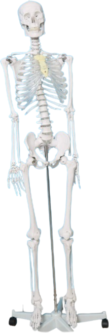 인체모형 해골 뼈 모형 85cm 170cm, 170CM디스크표현X, 1개