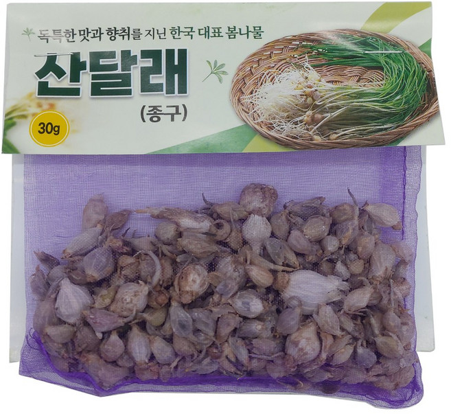 달래 종패 400립/달래씨앗 종자, 1개