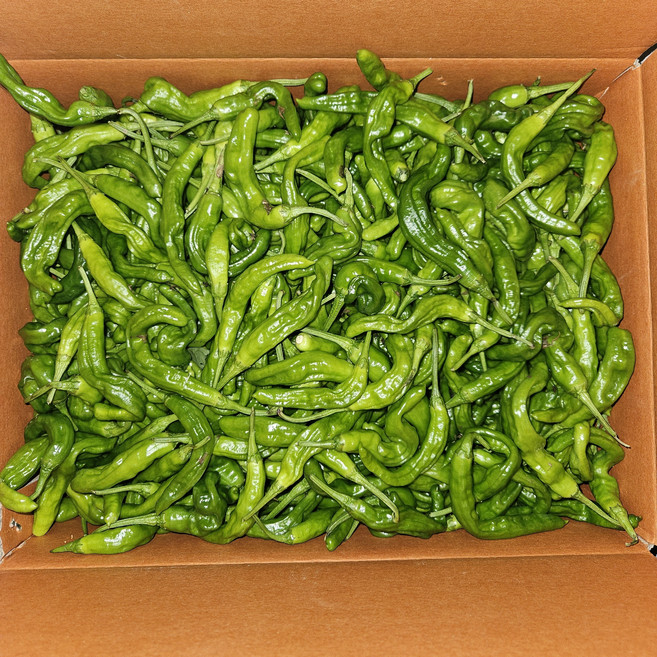 국내산 꽈리고추 못난이 고추 특 상 2KG 4KG, '상'품 2KG, 1개