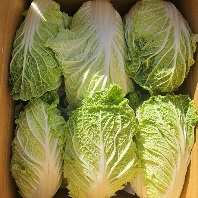 달쿵 국내산 배추 알배추 알배기 쌈배추 25년, 1박스, 2kg
