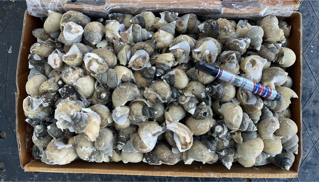 동해안 선동 급냉 백골뱅이 흑골뱅이 10kg 벌크 대용량 업소용 벌크 대용량 백고동 흑고동, 1박스, 흑고동 10kg 450~500미