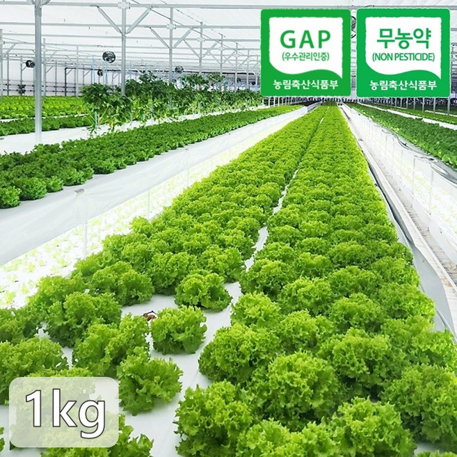 무농약/GAP인증 산지직송 유러피안 샐러드 야채 유럽 채소 1kg 유럽 쌈채소, 1개