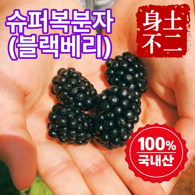 더맛곳간 국산 슈퍼 복분자 열매 냉동 블랙베리 생과급냉 국내산, 1개, 2.5kg 특품