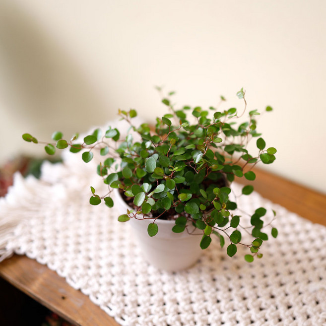 트리안 키우기 넝쿨식물 실내 공기정화식물, 원형세라믹(화이트), 1개