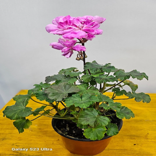 유럽제라늄 (예쁜 핑크색) 새로입고 소품 1개