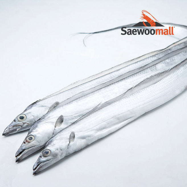 새우몰 제주 낚시 갈치 10kg 41-45미 은비늘이 선명한 A급, 1개