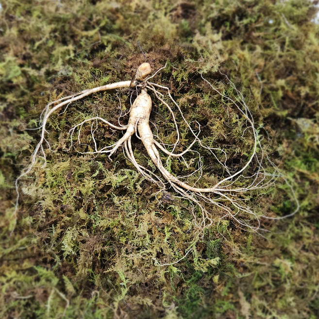 산삼 강원도 인제 산양삼 1200고지 장뇌삼 야생 방치 산양산삼, 1박스, 8년근  10뿌리