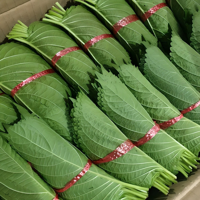 클릭마켓 국내산 깻잎 특품 5묶음 10묶음 20묶음 30묶음 40묶음 50묶음, 20개