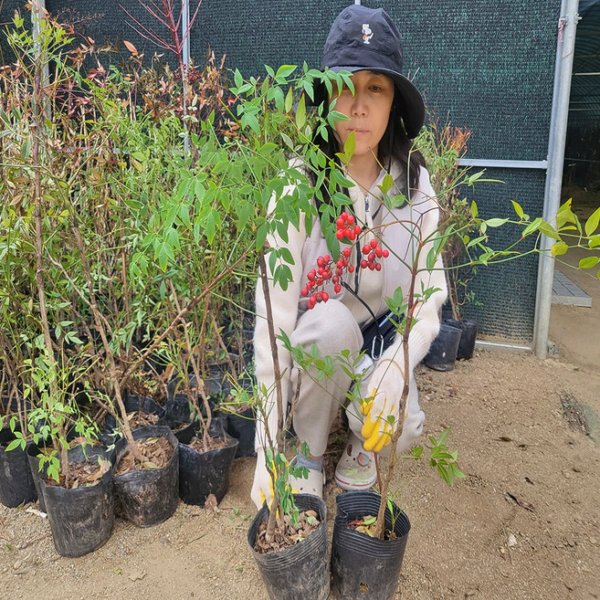 오늘의 나무) 남천나무 특묘 포트묘 분묘, 1개, 남천나무포트묘 30CM이상