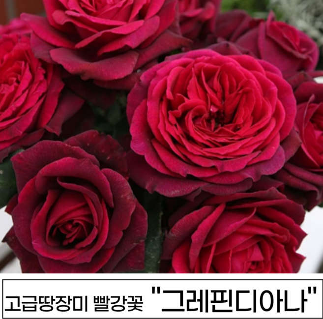 장미나무 3년생 1-2지 독일장미 사계장미 땅장미 정원장미, 1개, 그레핀디아나