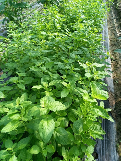 가파우 가파오 까파오 끄라파오 타이바질 채소카파우(KAPOW)(HOLY BASIL), 50g, 1개