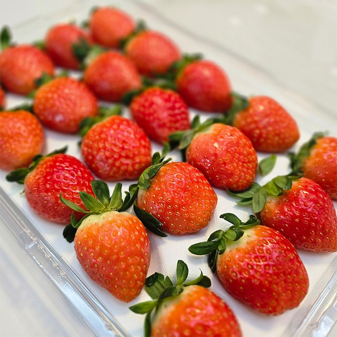 산지직송 안전포장 담양 프리미엄 생딸기 GAP 대과 설향딸기 500g, 1개