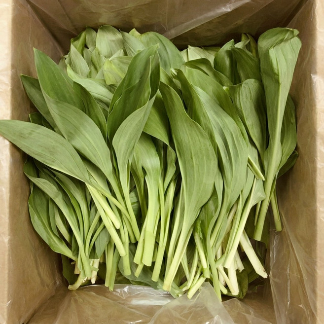평창 자연산 명이나물 명이 생명이나물 대명이, 1kg, 1개