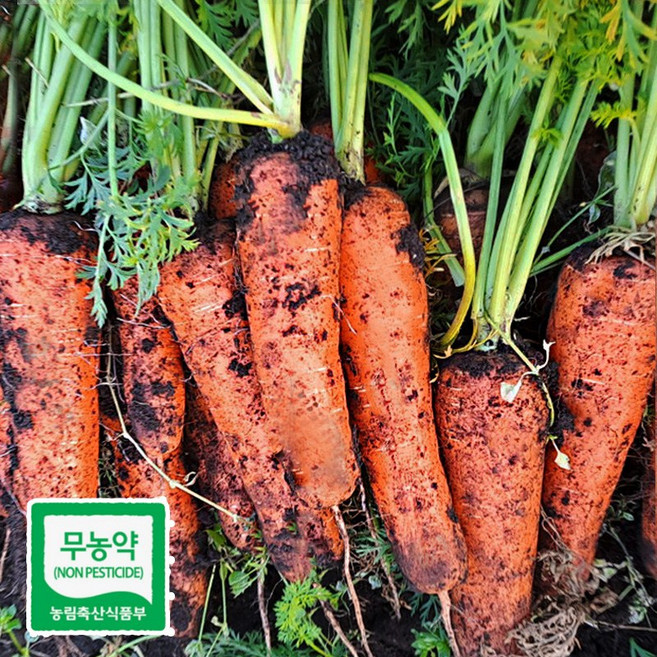 국내산 친환경 무농약 햇 흙 당근, 1개, 무농약 국내산 당근 특사이즈 5kg (180g 이상)