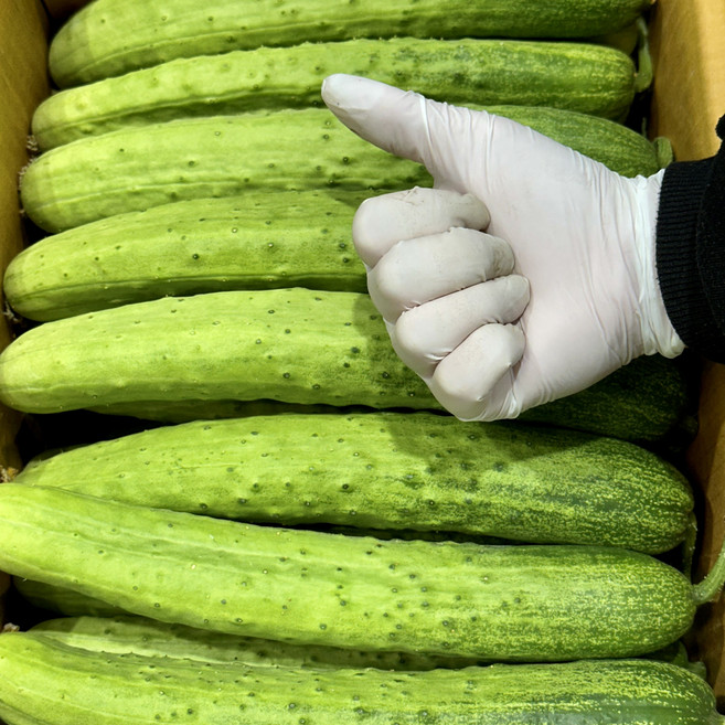 국내산 다다기오이 특A급, 1개, 5kg