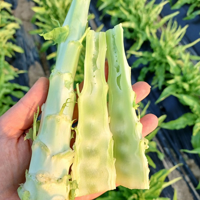 [산지직송] 국내산 생궁채 뚱채 줄기상추, 궁채(줄기상추) 2kg, 1개