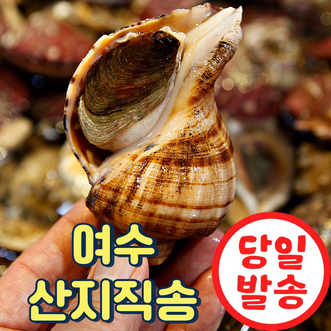 [1달만초특가] 국산 생물 참소라 산지직송, 1박스, 3kg (30미 이상)