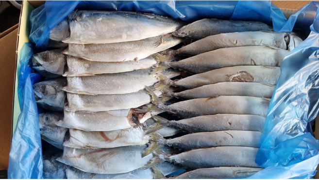 국산 자반고등어 10~12마리 파지 못난이 흠집고등어, 1개, 2kg~3.5kg