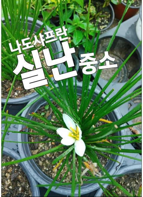 실난-나도샤프란 중품/ 꽃말은 즐거움 지나간 행복 샤프란의 생김과 비슷하다고 나도샤프란, 1개