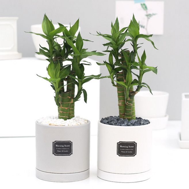 아침향기 실내공기정화식물 실내화분 무광 원형화분 [화이트], 무광원형 화이트  38.연화죽, 1개