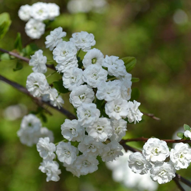 장미조팝나무 15cm화분 꽃나무