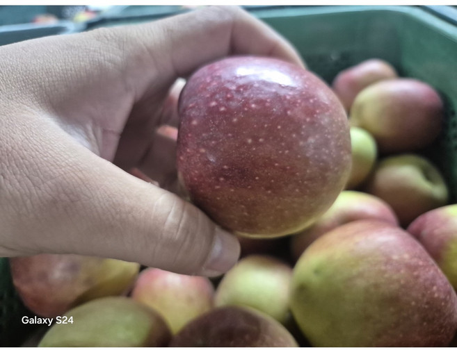 초특가! 못난이 안동사과, 1개, 5kg 가정용부사 대과(10~14개), 1개