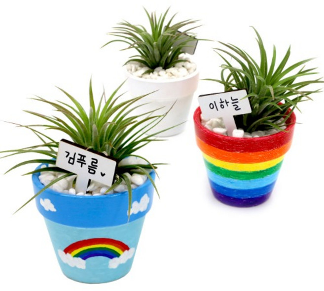 이오난사 화분 만들기 과학 실험 교구 키트, 단품