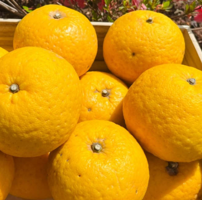 [산지직송] 청정 제주 하귤 아마나스 나스미깡, 1박스, 제주 하귤 5kg (혼합 사이즈)