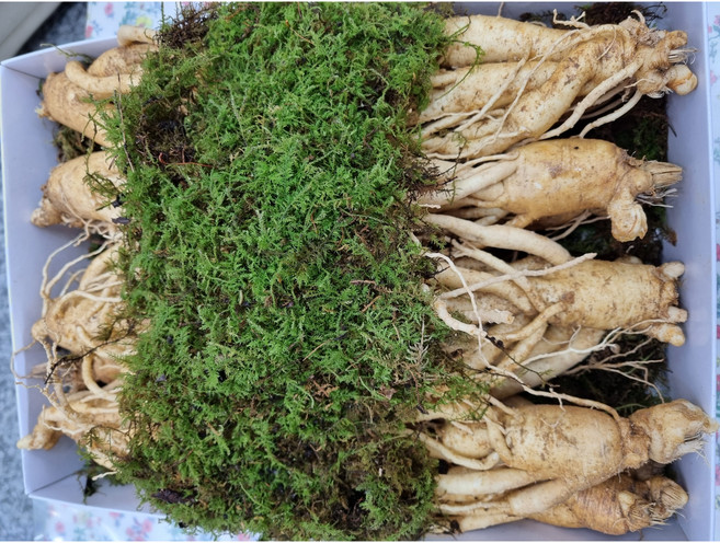 현대만석 6년근 뿌리가많은 1kg 깨끗한A급 난수삼 실속선물포장 홍삼용, 1박스