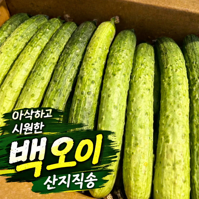 [역대노마진] 딱100박스만 아삭한 제철 백오이, 1박스, 3kg