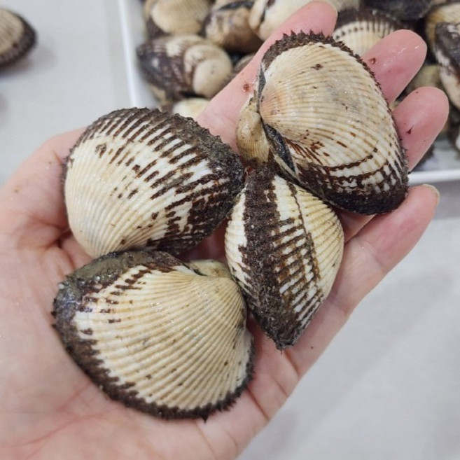 남해안 왕특대 새꼬막, 1개, 왕특대 새꼬막 2kg / 30~40미 내외