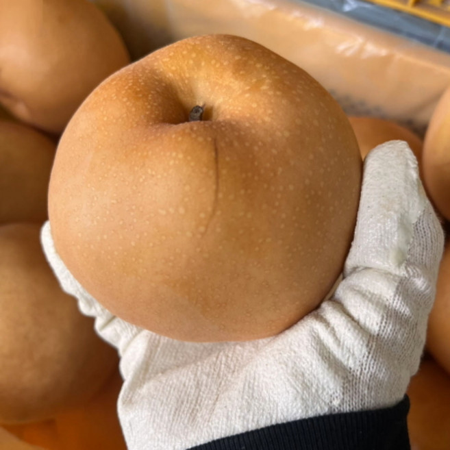 [산지직송] 못난이 15kg 신고배 원황 햇배 흠집 가공용 배즙용 업소용 김장용, 1개, 신고배 15KG