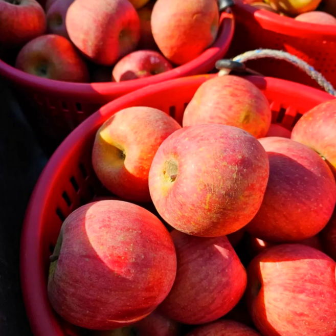 [선착순특가] 입점할인 꿀즙농가 고당도 초특가 꿀사과, 1박스, 10kg