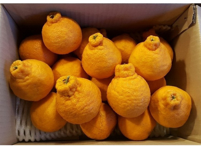 제주특산품 가성비 한라봉 10kg 5kg 한정물량, 1개