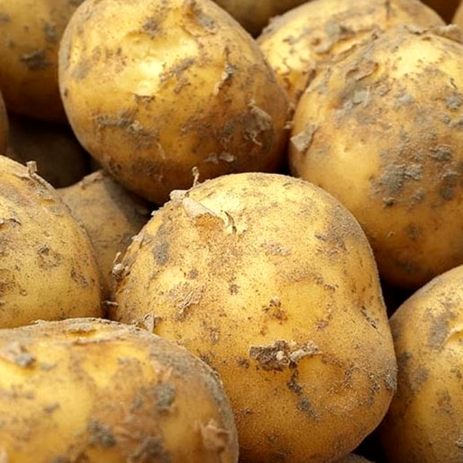 이모뜰 국내산 강원도 수미 감자 햇감자, 1개, 1kg 중