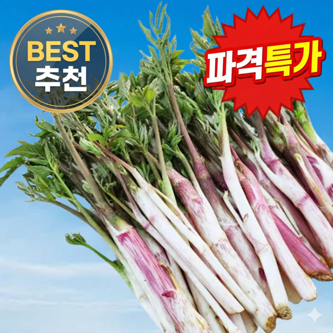 [재주문1위] 산지직송 엄나무순 땅두릅 두릅, 1박스, 500g
